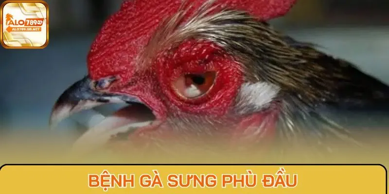 Bệnh gà sưng phù đầu