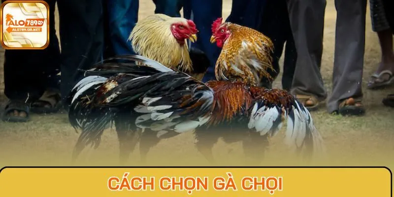 Cách chọn gà chọi