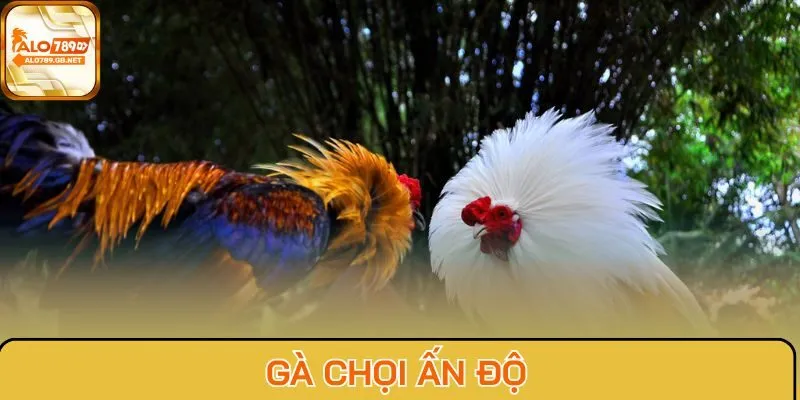Gà chọi Ấn Độ