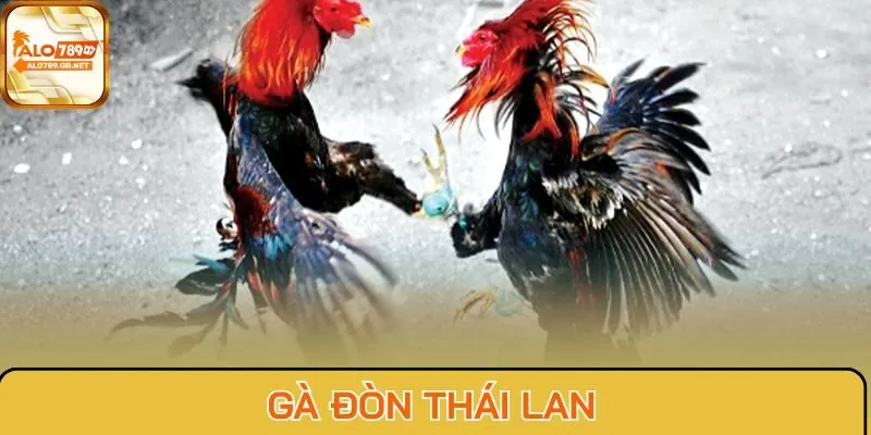 Gà đòn Thái Lan