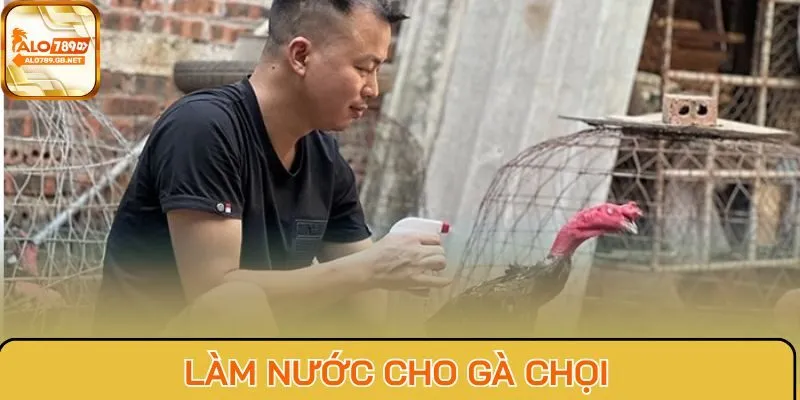 Làm nước cho gà chọi